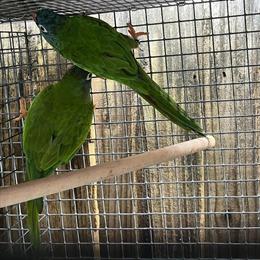 Blue Crowned Conure Pair for Sale in Miami, fl