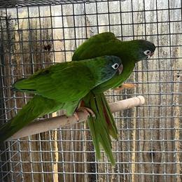 Blue Crown Conure Females for Breeding in Miami, fl