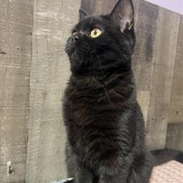 Lambkin Munchkin Kitten Available in West Branch, mi