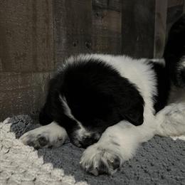 Newfoundland Landseer Female Puppy Available in West Branch, mi