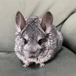 Angora Chinchilla - Friendly Male, 4 Years Old in Fredericksburg, va