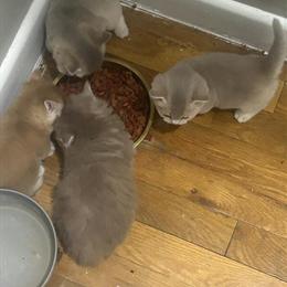 Munchkin Kittens Available - One Golden Female Left in Pampa, tx