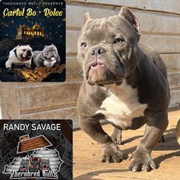 Exotic Bully Male for Pet Home in Lexington, ky