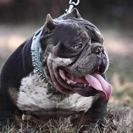 Bullmain Available for Stud Services in Lexington, ky