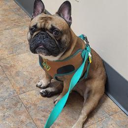 French Bulldog Stud Service Available in Flint, mi