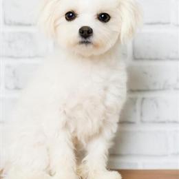 Maltese Stud Service with Koda - High-Quality Genetics in Tooele, ut