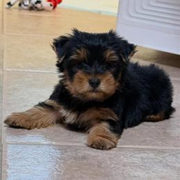 Yorkshire Terrier Puppies Ready for Adoption in Tampa, fl
