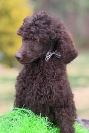 Standard Poodle Puppies Ready For Easter in Charlottesville, VA