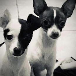 Male Teacup Chihuahua Puppy Ready Now in Monticello, in