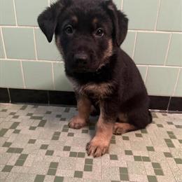 German Shepherd Puppies Ready for New Homes in Gwynn Oak, md