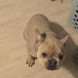 French Bulldog Available in Tawas City, mi