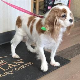 Cavalier looking for a quiet retirement home in Clare, mi