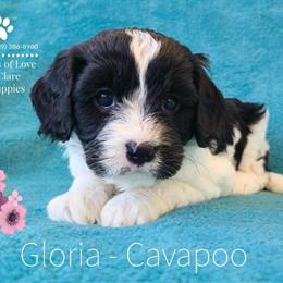 Cavapoo Puppies Ready at 8 Weeks in Clare, mi