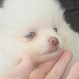 Pomeranian Puppy Clover Ready for New Home in Hillman, mi
