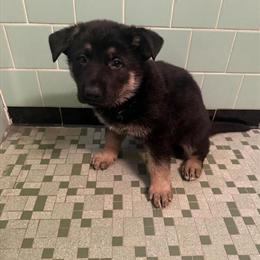 German Shepherd Puppies Ready for New Homes in Gwynn Oak, md
