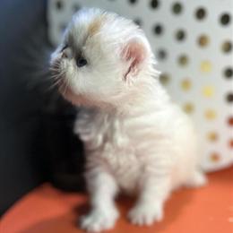 Exotic Longhair Calico Kittens Available in Hattiesburg, ms