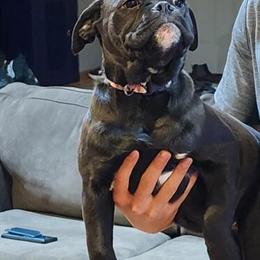 Olde English Bulldogge Puppies Available for Good Homes in Farmington, mn