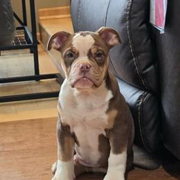 Olde English Bulldogge puppies ready for new homes now! in Farmington, mn