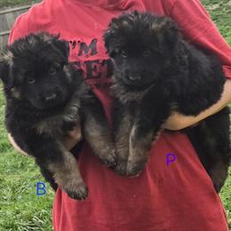German Shepherd Puppies Available - AKC Long Haired in Amelia, oh
