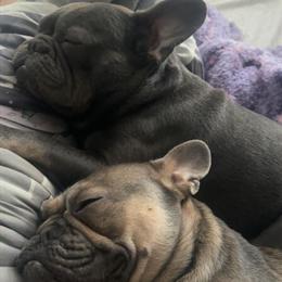 French Bulldog Puppies Available in Michigan in Renton, wa
