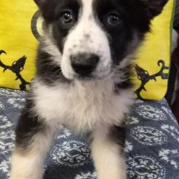 Panda Female Dog Available for Trade in Allegan, mi