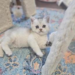 British Shorthair Kittens from CFA Registered Cattery in Louisville, ky