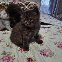 Chocolate Male British Shorthair Kitten Ready for Easter in Louisville, ky