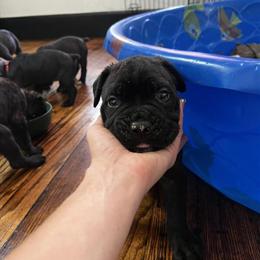 Cane Corso puppies available in Massillon, oh