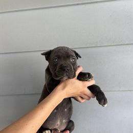 Cane Corso Puppies Available - 8 Weeks Old in Massillon, oh