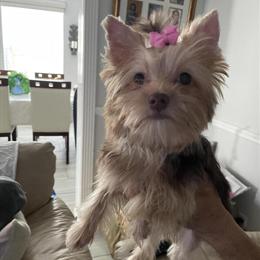 Yorkshire Terrier Puppies for Sale - Two Males, 4 Months Old in Winter Springs, fl