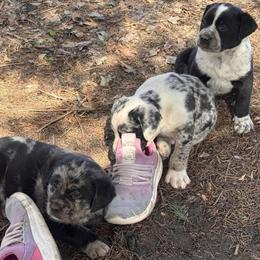 Golden Doodle Puppies for Adoption in Minneapolis, mn