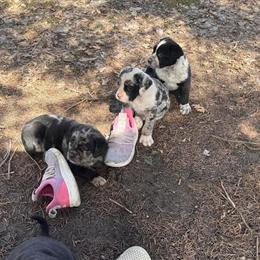 Micro Bully Mix Puppies Available for Easter - 4 Left in Minneapolis, mn