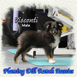 Toy Australian Shepherd Male - Visconti - Special Discounted Price in Denton, tx