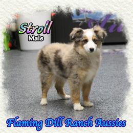 Toy & Small Mini Australian Shepherd Puppies Available in Denton, tx