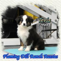 Toy Australian Shepherd Puppy - Tevis, Black Tri Male in Denton, tx