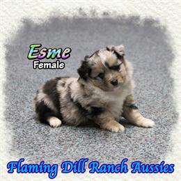 Australian Shepherd Toy Blue Merle Female Puppy for Sale in Denton, tx
