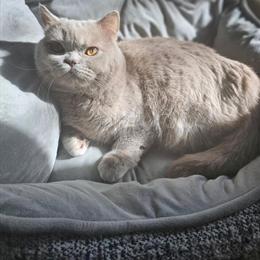 British Shorthair Kittens Ready for Reserve in Grand Rapids, mi