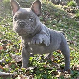 Male French Bulldog Puppy Available in Baltimore, md