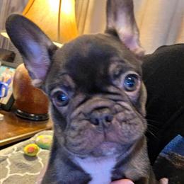 Female French Bulldog Puppies Available Now in Baltimore, md