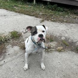 Free Male American Bulldog in Plainfield, in