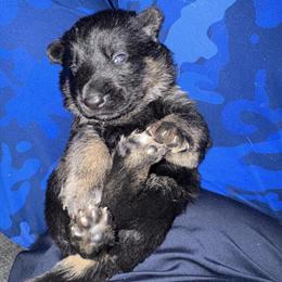 AKC German Shepherd Puppies Available in Flint, mi