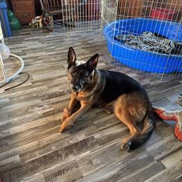 AKC German Shepherd Puppies Available in Flint, mi