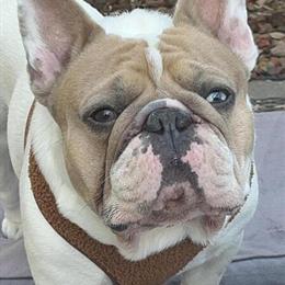 French Bulldog Stud Available - Blue Fawn Merle Pied in Jacksonville, fl