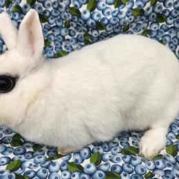 Dwarf Hotot Rabbit for Sale in Germantown, oh