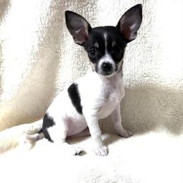 Chihuahua Puppies for Sale - One Male and One Female in Elizabethtown, ky