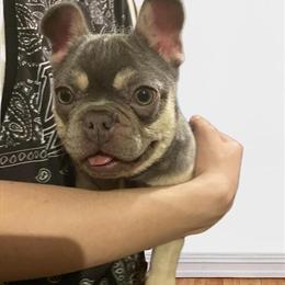 French Bulldog Puppy - 4 Months Old, Blue Tri Color in Franklin, pa