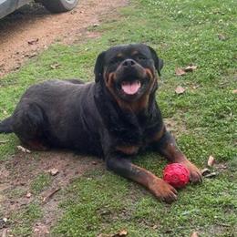 Rottweiler Puppy for Pet Home in Batesville, ms