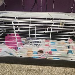 Hedgehog with Enclosure for Sale in Davison, mi