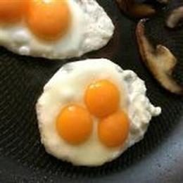 Fresh Free Range Eggs for Sale in Osseo, mn