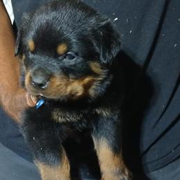 German Rottweiler Puppies from Serbia - Male Available in Atlanta, ga